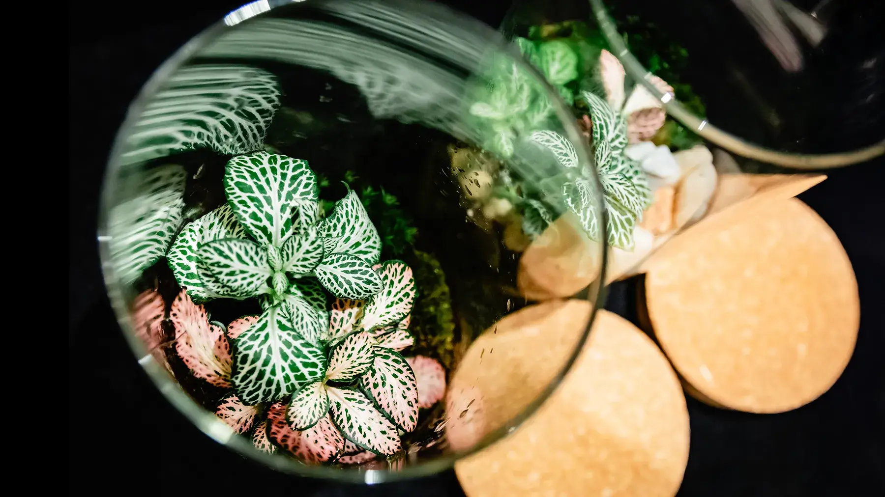 Terrarium Workshop
